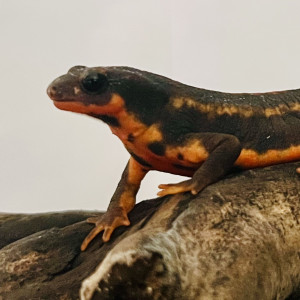 Je recherche des Cynops ensicauda popei, des Cynops pyrrhogaster et des Cynops cyanurus