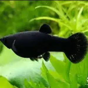 Donne black molly lyre
