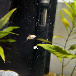 Poisson Molly