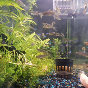 Danio Rerio