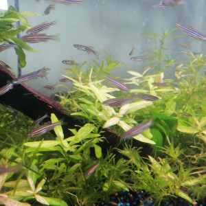 Danio Rerio