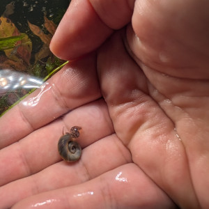 Donne ou échange planobres bleus