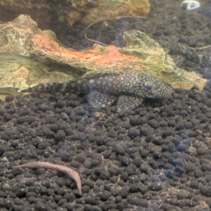 Ancistrus bébé