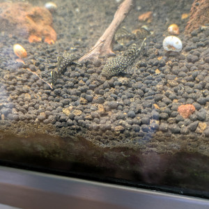 Ancistrus bébé