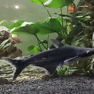 Pangasius 15 cm