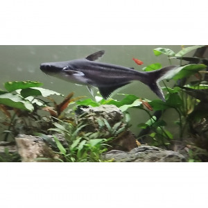 Pangasius 15 cm