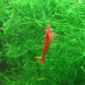 red cherry et malawa