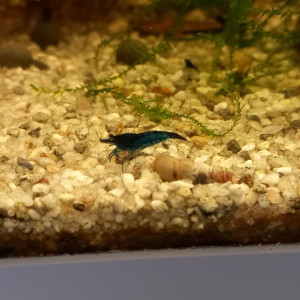 Neocaridina  davidi var.blue dream