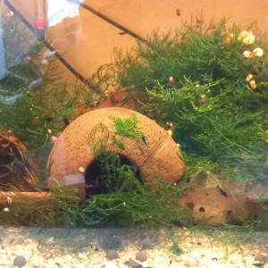 Neocaridina Blue carbon rili ou blue dream