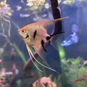 Donne à titre gracieux poissons d'eau douce