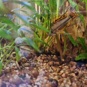 Appistogrammas Cacatuoidès à donner