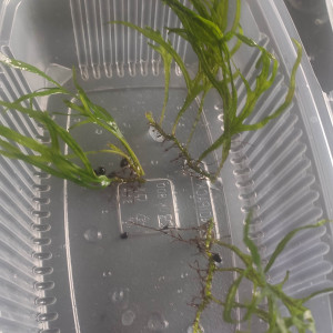 Microsorum  pteropus trident