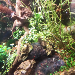 Hydrocotyle tripartita