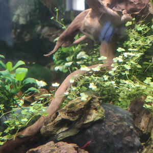 Hydrocotyle tripartita