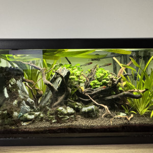 Aquarium 60 litres complet avec poisson