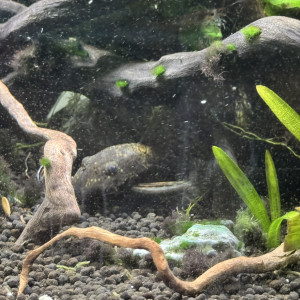 Aquarium 60 litres complet avec poisson