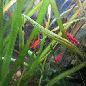 Crevettes red cherry