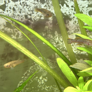 fundulopanchax gardneri Killies