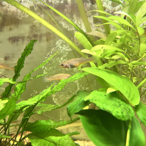 Killi fundulopanchax gardneri
