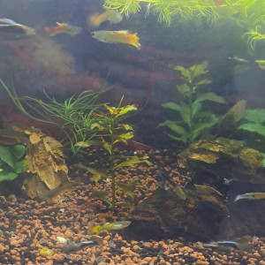 Échange guppys