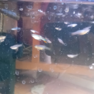 Donne guppys endler