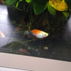 Don de platy et molly
