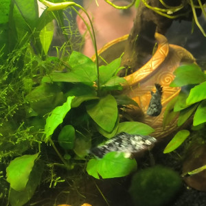 Don de platy et molly