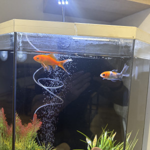 Donne poisson rouge x2