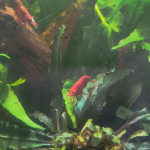 Crevettes neocaridinas red cherry - blue carbone - black