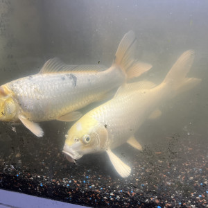 VENTE URGENTE DE 2 CARPES KOI