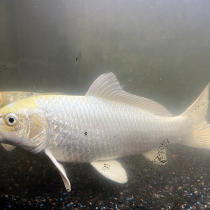 VENTE URGENTE DE 2 CARPES KOI