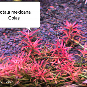 Rotala mexicana goias
