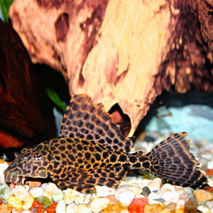Pléco léopard, Ancistrus Gold