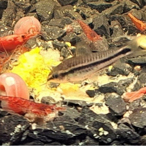 Crevettes Red Cherry