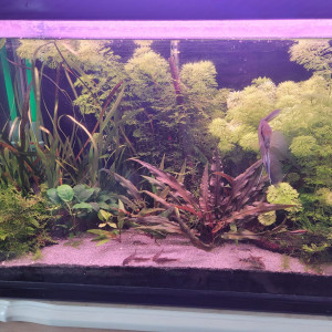 Donne plantes