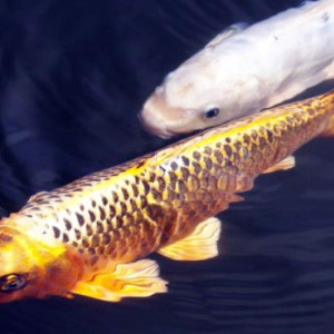 3 carpes koi de 7ans, entre 40cm et 50 cm