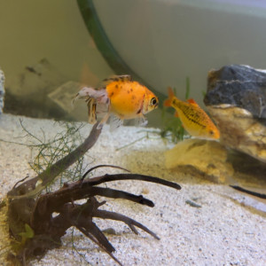Poissons rouge