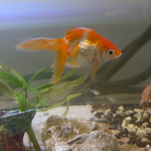 Poissons rouge