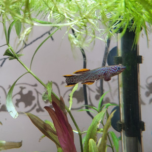 Echange fundulopanchax nigerianus innidere