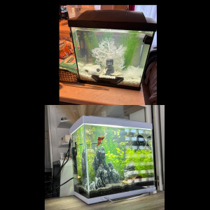 Lot de 2 aquariums avec capot et lumière LED