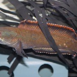 Poisson prédateur channa