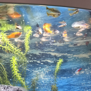 Vends ou échange Guppy, molly, platy.