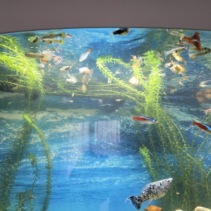 Vends ou échange Guppy, molly, platy.