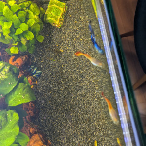 Dons Guppy