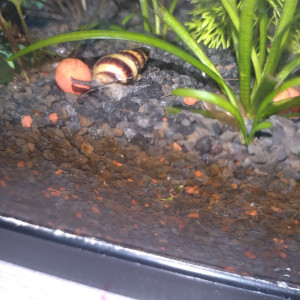 Escargots Héléna