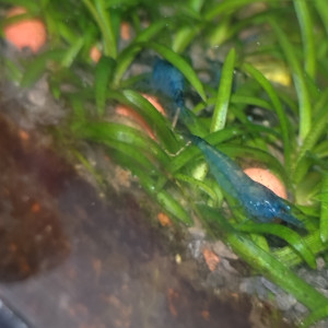 Crevettes bleu velvet