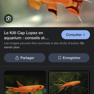 Cherche Killies (voir la description si intéressé)