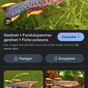 Cherche Killies (voir la description si intéressé)