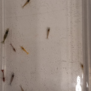 Crevette neocaridina déclassé tout venant