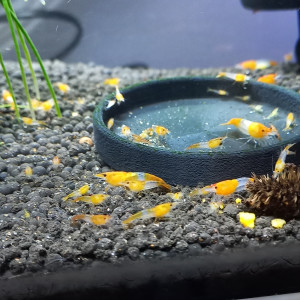 Crevette Rili Orange